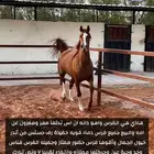 فرس واهو