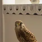 باشق او شبوط