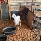 طلي طيب جبر عمره فوق ست شهور طيب ضهر وطرف