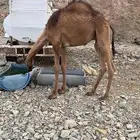 قعود