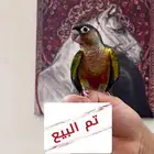 تم البيع فرخ كنيور يلو سايد ( ريد فاكتور )