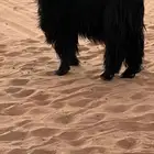 تيس فحل عارضي