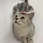 بسة