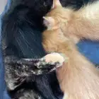 قطط ل التبني