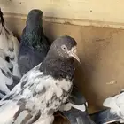 حمام