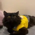 قط ذكر انتاجه حلو لتزاوج