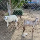 تيس و كبش البيع