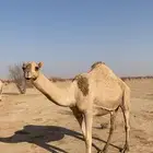 ضروبه