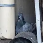 للبيع زوج منتج حب الرمان