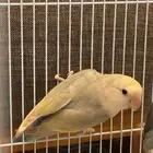 جوز روز منتج معه بيض