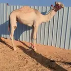 قعود مشروع ركبي