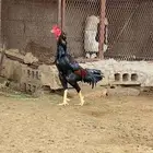 ديك سندي