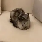 قطوه انثى لتبني