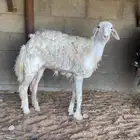 تم البيع
