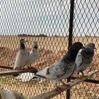 حمام باكستاني.