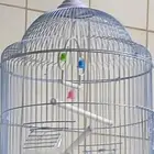 قفص طيور للبيع