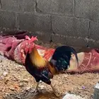 السلام عليكم ديك ودجاجه عربي اصيلل الديك ترثه