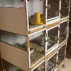 حضانة