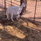 للبيع شاه حايل طيبه
