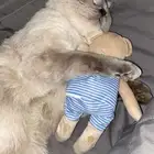قط بريتش ذكر