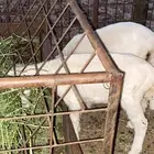 حريه معها اثنين