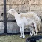 حرية حرشا رباع صنف الصنف نخبة والد(( تم البيع ))