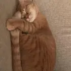 قط شيرازي