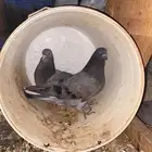 حمام قطيفي