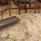 خبيش