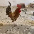 ديك بلدي علي الشرط