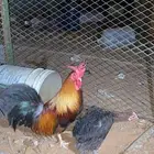 السلام دجاج