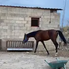 حصان شعبي
