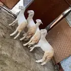 فران حري نضاف