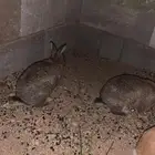 ارانب بلدي و ذكر اسود نذر لاند