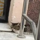 شايف القطو هذا في حي اليحيى ب المبرز م المحتمل انه ضايع