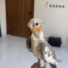 ببغاء كروان اليف