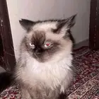 قطه شيرازية