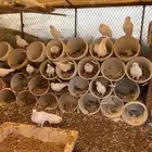 حمام فرنسي جامبو