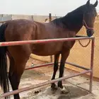 حصان