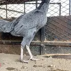 زوج العمر 9 شهور