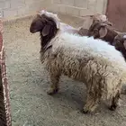 خروف نعيمي بلدي بري