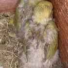 فرخين روز البيع سمح