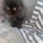 قط للبيع العمر 3 شهور صغير جدا و لعوب مرح جدا حنون ذكر