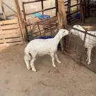 خروف حري 5شهور فل