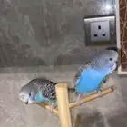 جوز بادجي اليف هولندي