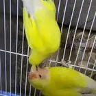 للبيع زوج روز لاتنيو عيون حمر الصحة شرط منتج