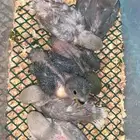 6 فروخ روز ( تم البيع )