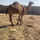 بعير اشعل على ابن جفران وانتاجه طيب