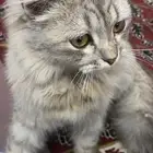 قط هملايا وشيرازي