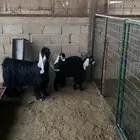 عنز سنها سديس صنف دافع لها شهريه تحتها تيسين ذبايح
